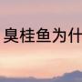 臭桂鱼为什么不宜吃（臭桂鱼的做法）