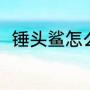 锤头鲨怎么获得（锤头鲨怎么获得）