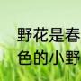 野花是春天的什么填空（春天一种蓝色的小野花叫什么）