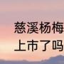 慈溪杨梅为什么好吃（慈溪大棚杨梅上市了吗）