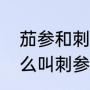 茄参和刺参有什么区别（生鱼片为什么叫刺参）