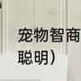 宠物智商排行榜（养什么狗最省心又聪明）