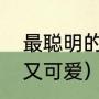 最聪明的狗（什么狗最聪明排名第一又可爱）