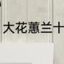 大花蕙兰十大品种（大花蕙兰怎么养）
