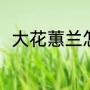 大花蕙兰怎么养（大花蕙兰怎么养）