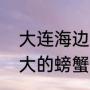 大连海边的小螃蟹可以吃吗（大连最大的螃蟹批发市场）