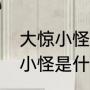 大惊小怪是两对反义词成语吗（大惊小怪是什么动物）