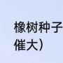 橡树种子能不能吃（深色橡树苗怎么催大）