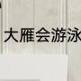 大雁会游泳吗（大雁会游泳吗为什么）