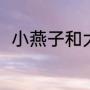 小燕子和大雁的区别（大雁分几种）