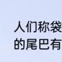 人们称袋鼠的尾巴是什么（一般袋鼠的尾巴有多长）