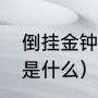 倒挂金钟的寓意好吗（倒挂金钟玩法是什么）
