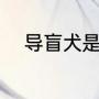 导盲犬是哪种犬（导盲犬是犬吗）