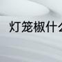 灯笼椒什么样的好（灯笼椒是怎样）