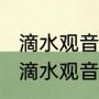 滴水观音老桩养殖方法和注意事项（滴水观音水培的养殖方法和注意事项）