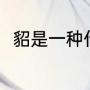 貂是一种什么动物（貂属于什么科）