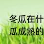 冬瓜在什么季节成熟（什么时候是冬瓜成熟的季节）