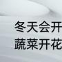 冬天会开花的植物有哪些（冬天什么蔬菜开花）