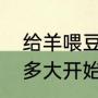 给羊喂豆面水好还是豆饼水好（白菜多大开始浇发酵的豆饼水）
