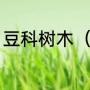 豆科树木（有哪些植物属于豆科植物）