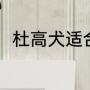 杜高犬适合家养吗（杜高犬好养吗）