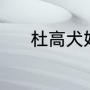 杜高犬好养吗（杜高犬听话吗）