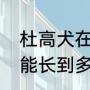 杜高犬在国内属于禁养犬吗（杜高犬能长到多少公斤）