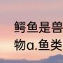鳄鱼是兽类吗（鳄鱼属于什么类的动物a.鱼类b.哺乳类c.禽类d.爬行类）