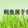 鳄鱼属于鱼类吗（鳄鱼属于鱼类吗）