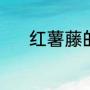 红薯藤的做法（地瓜藤的做法）