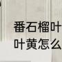 番石榴叶和番石榴叶区别（红心芭乐叶黄怎么办）
