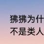 狒狒为什么不是类人猿（狒狒为什么不是类人猿）
