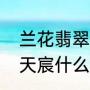 兰花翡翠凤凰介绍（张家港凤凰翡翠天宸什么时候交房）