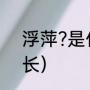 浮萍?是什么意思（浮萍怎么快速生长）