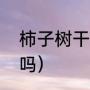 柿子树干枝处理方法（干枝桃是桃花吗）