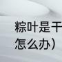 粽叶是干的怎么处理（新鲜粽叶干了怎么办）