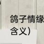 鸽子情缘背后的故事（鸽子情缘歌词含义）