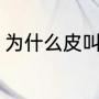 为什么皮叫做革（文言文中革的意思）