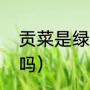 贡菜是绿通吗（贡菜不焯水能直接吃吗）
