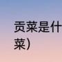 贡菜是什么菜做的做法（贡菜是什么菜）
