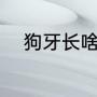 狗牙长啥样（狼牙狗牙怎么分辨）