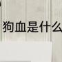 狗血是什么意思（人生狗血什么意思）