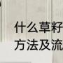 什么草籽长其它草不长（草籽的播种方法及流程）