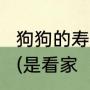 狗狗的寿命是多久?我家有一只老狗狗(是看家（狗尾巴草一般能活多久）