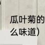 瓜叶菊的家庭养护方法（瓜叶菊是什么味道）