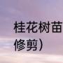 桂花树苗盆栽怎么养（桂花盆景怎么修剪）