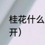 桂花什么时候开的（桂花是什么时后开）