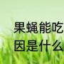 果蝇能吃吗（果蝇是益虫还是害虫原因是什么）