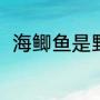海鲫鱼是野生的吗（海鲫鱼的做法）