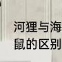 河狸与海狸鼠的区别（海狸鼠和麝香鼠的区别）